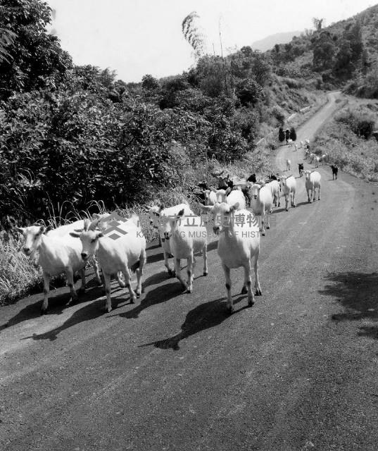 羊群藏品圖，第1張