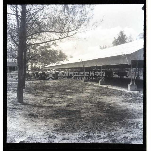高雄市高大牧場藏品圖，第1張