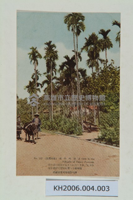 臺灣高雄郊外檳榔樹明信片藏品圖，第1張