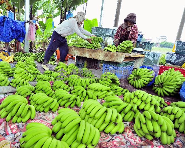 香蕉豐收藏品圖，第1張