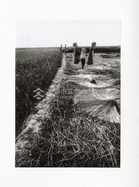 岡山嘉興老產業三角藺草田-1藏品圖，第1張