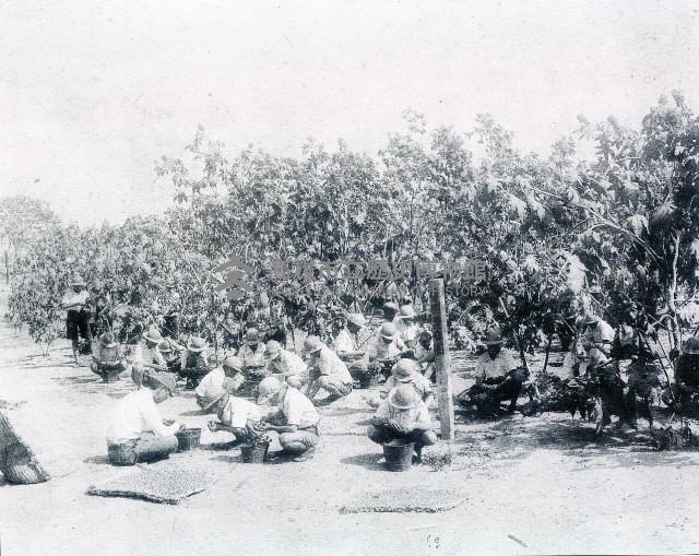 林園國民學校（愛國毘麻園）藏品圖，第1張