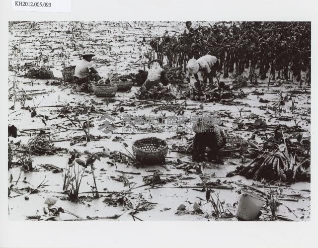 登錄號:KH2012.005.0093藏品圖，第1張