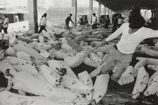 登錄號:KH2012.003.0083藏品圖，第1張