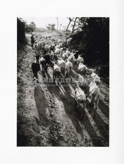 田寮月世界牧羊一景-1藏品圖，第1張