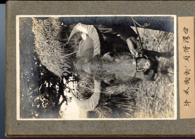 登錄號:KH2003.008.0127藏品圖，第16張