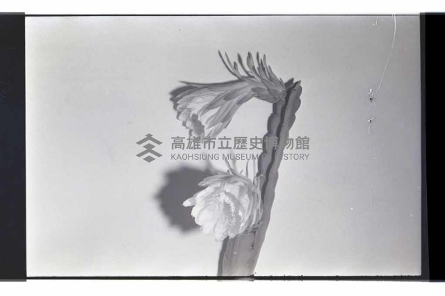 登錄號:KH2002.016.0056藏品圖，第6張