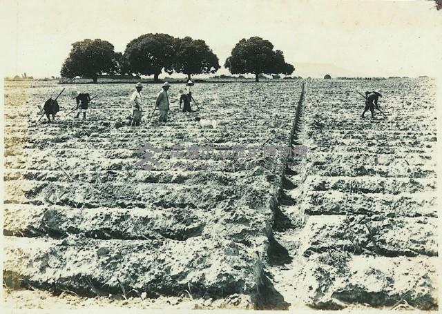 登錄號:KH2003.008.0179藏品圖，第36張