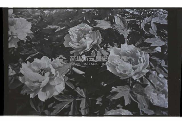 登錄號:KH2002.012.0660藏品圖，第12張