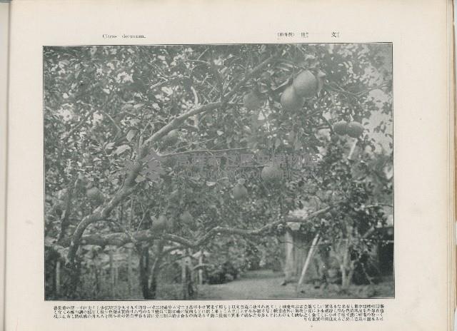 登錄號:KH2003.008.0176藏品圖，第12張