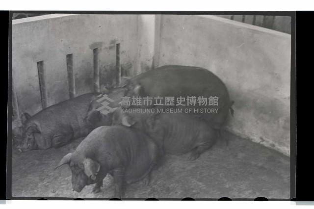 登錄號:KH2002.012.0071藏品圖，第12張