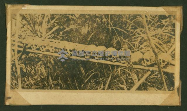 謝掙強任虎尾區長期間市政相冊藏品圖，第41張