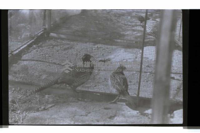 登錄號:KH2002.012.0637藏品圖，第2張