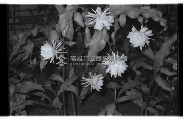 登錄號:KH2002.013.0023藏品圖，第2張