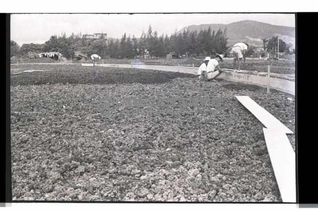 登錄號:KH2002.010.0073藏品圖，第60張