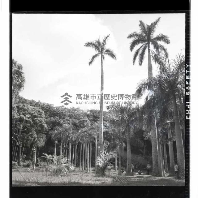 登錄號:KH2002.016.0050藏品圖，第10張