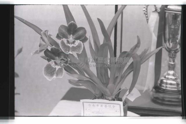 登錄號:KH2002.012.0343藏品圖，第30張