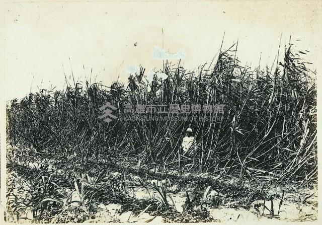 登錄號:KH2003.008.0179藏品圖，第41張