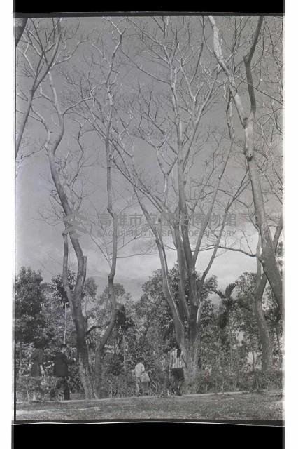 登錄號:KH2002.012.0409藏品圖，第11張