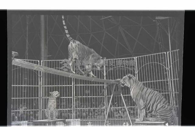 登錄號:KH2002.017.0013藏品圖，第11張