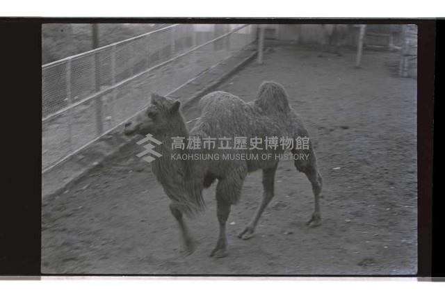 登錄號:KH2002.017.0238藏品圖，第1張