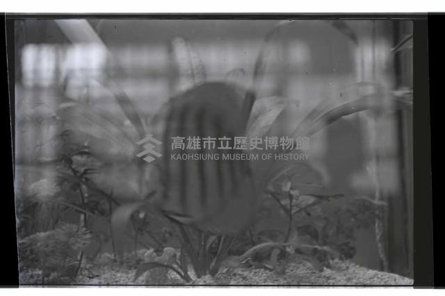 登錄號:KH2002.013.0031藏品圖，第1張