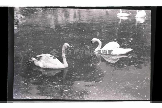 登錄號:KH2002.017.0247藏品圖，第1張