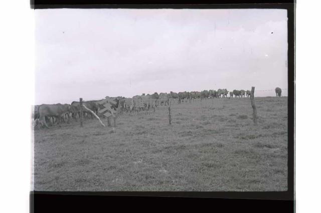 登錄號:KH2002.015.0209藏品圖，第1張