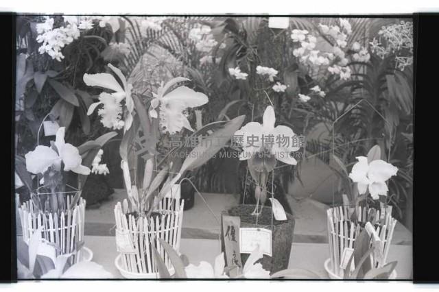 登錄號:KH2002.012.0343藏品圖，第25張