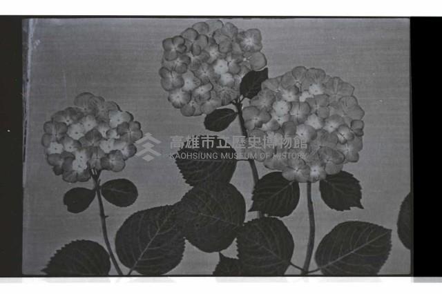 登錄號:KH2002.012.0660藏品圖，第15張