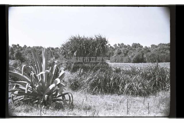 登錄號:KH2002.010.0102藏品圖，第5張