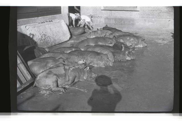 登錄號:KH2002.016.0075藏品圖，第5張