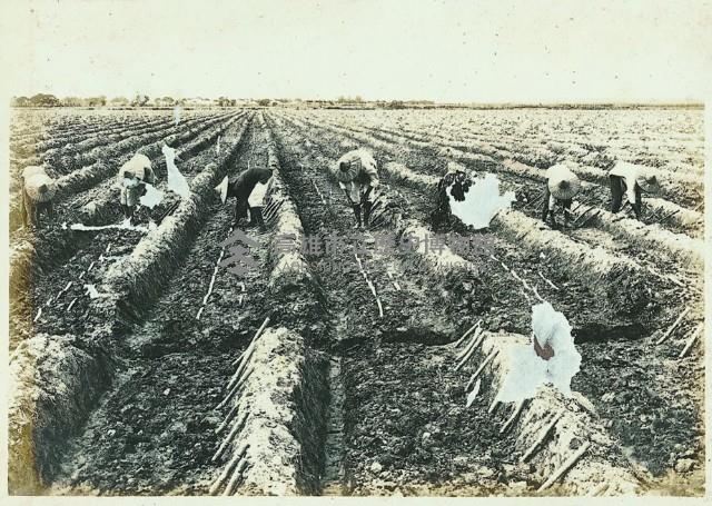 登錄號:KH2003.008.0179藏品圖，第35張