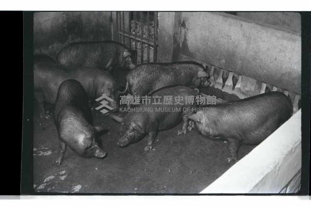 登錄號:KH2002.016.0074藏品圖，第24張