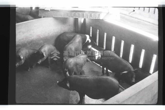 登錄號:KH2002.016.0074藏品圖，第14張