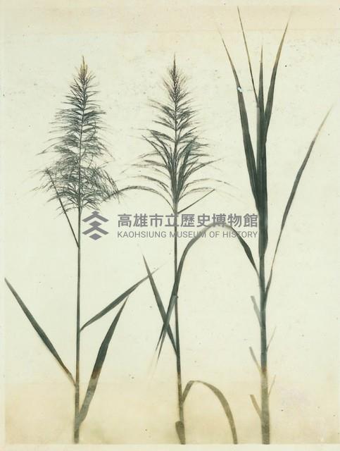 登錄號:KH2003.008.0179藏品圖，第104張