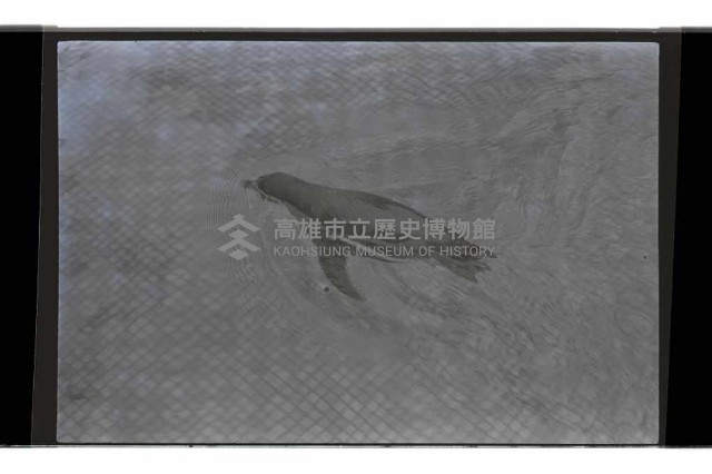 登錄號:KH2002.017.0238藏品圖，第4張