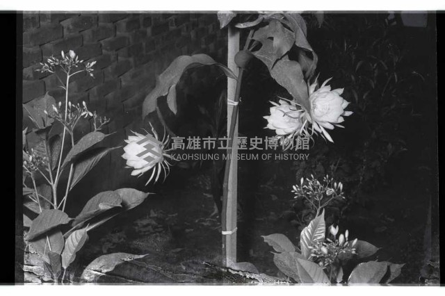 登錄號:KH2002.013.0020藏品圖，第4張