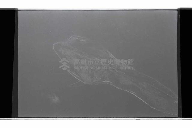 登錄號:KH2002.019.0310藏品圖，第4張