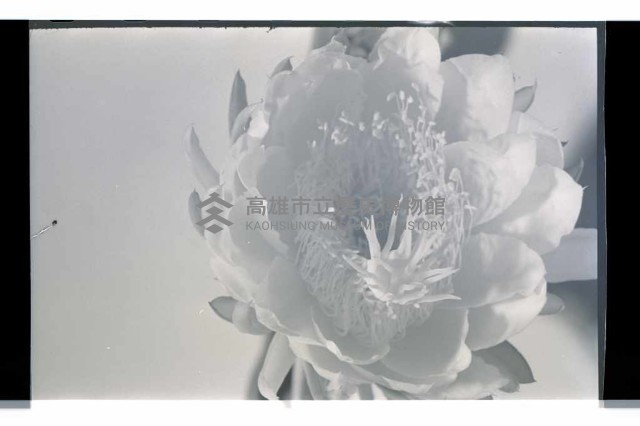 登錄號:KH2002.016.0056藏品圖，第4張