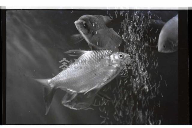 登錄號:KH2002.013.0031藏品圖，第4張