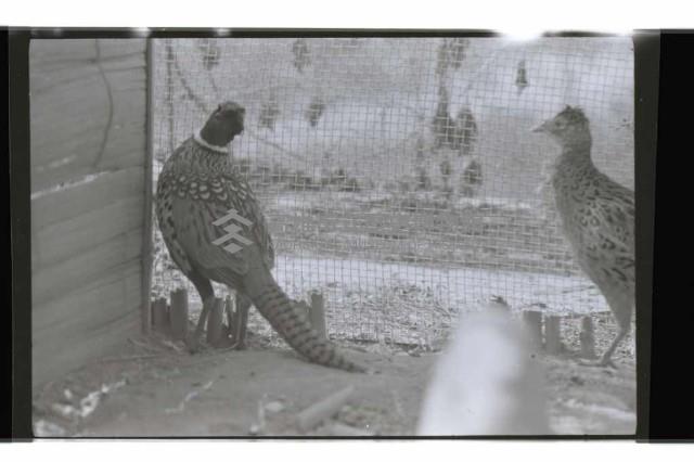 登錄號:KH2002.012.0637藏品圖，第4張