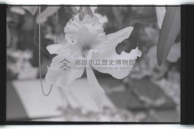 登錄號:KH2002.012.0343藏品圖，第29張