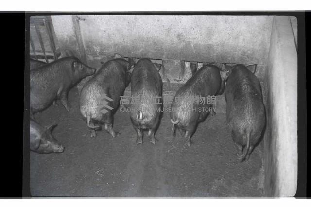 登錄號:KH2002.016.0074藏品圖，第19張