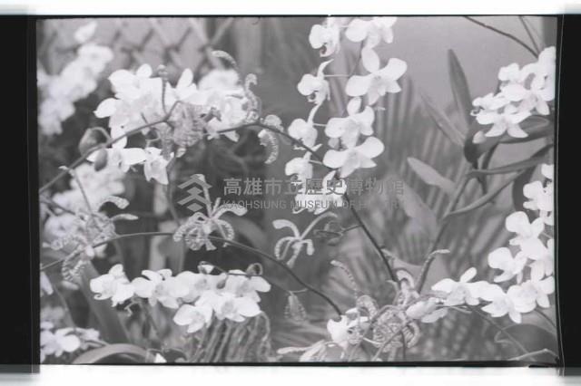 登錄號:KH2002.012.0343藏品圖，第28張