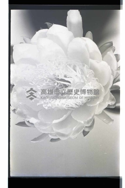 登錄號:KH2002.016.0056藏品圖，第3張