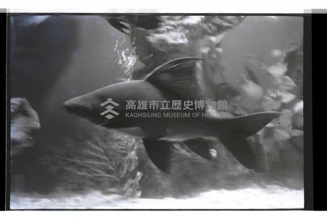 登錄號:KH2002.013.0031藏品圖，第3張