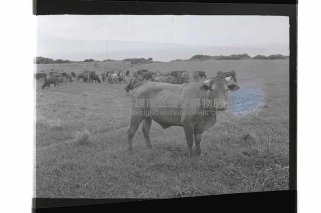 登錄號:KH2002.015.0209藏品圖，第3張