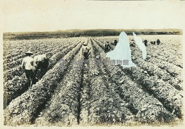 登錄號:KH2003.008.0179藏品圖，第33張