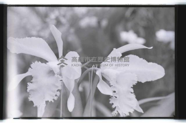 登錄號:KH2002.012.0343藏品圖，第27張